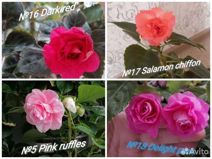 Бальзамин (ванька мокрый)