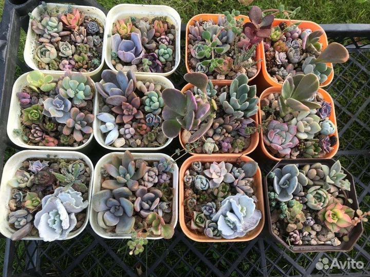 Суккуленты