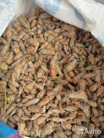 Сосновая почка