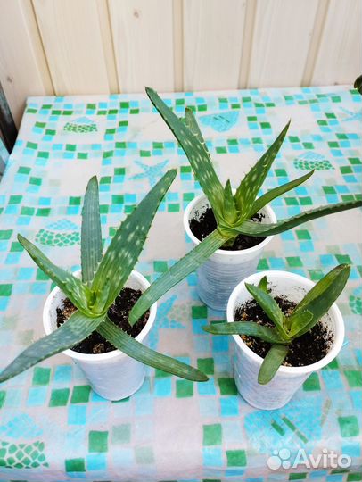 Отростки алоэ-вера