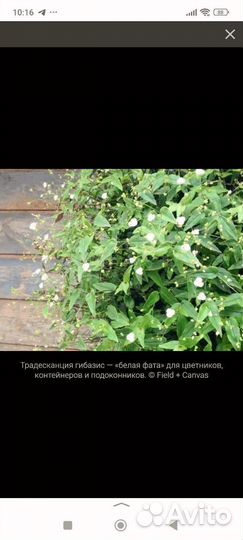 Традесканция гибазис