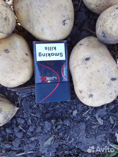 Продам семена картофеля сорт Гала