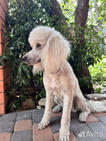 Вязка средного малого пуделя