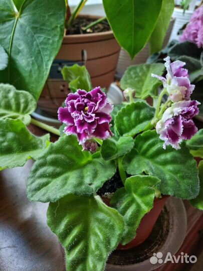 Фиалка сортовая 