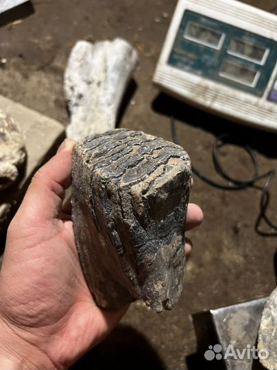 Зубы мамонта