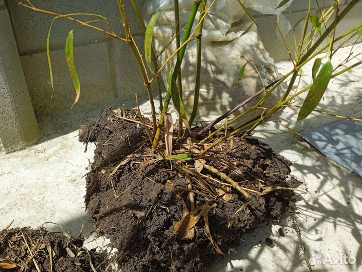 Бамбук морозостойкий