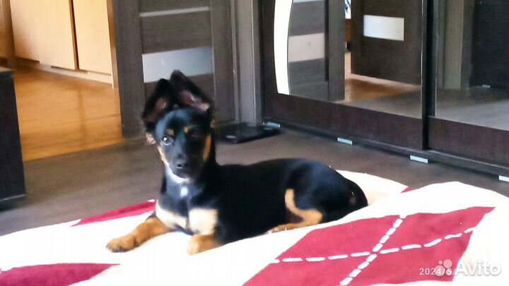 Продам собаку