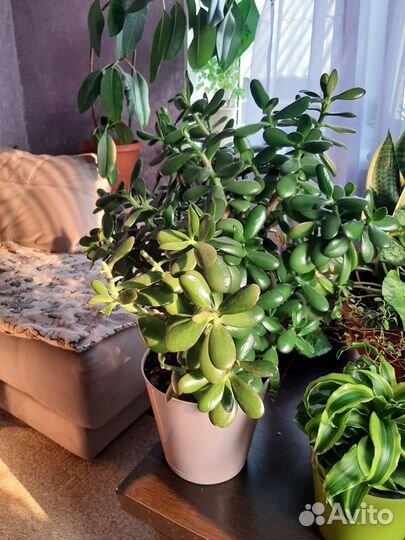 Толстянка (Денежное дерево)