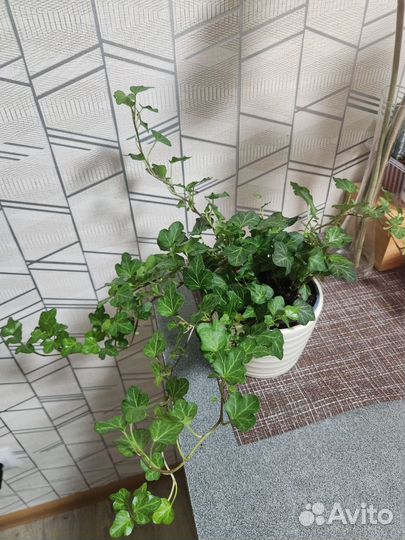 Плющ хедера