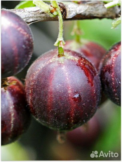 Саженцы крыжовника - разные сорта