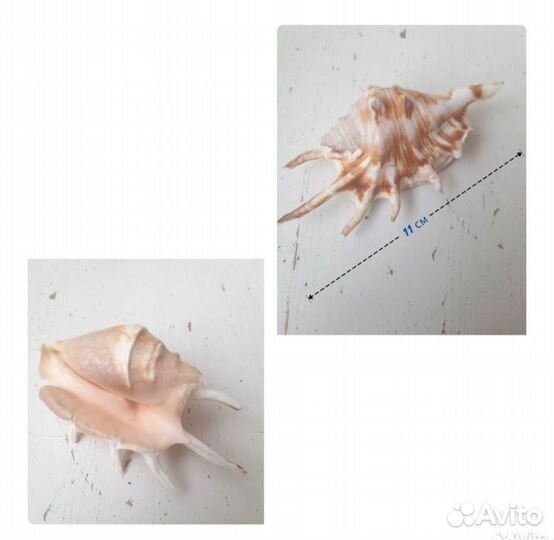 Морские ракушки раковины и морские звезды