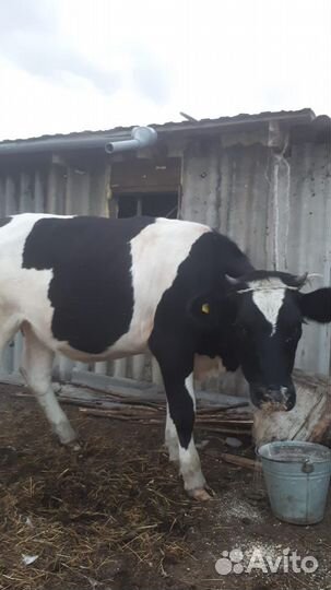 Первотелка