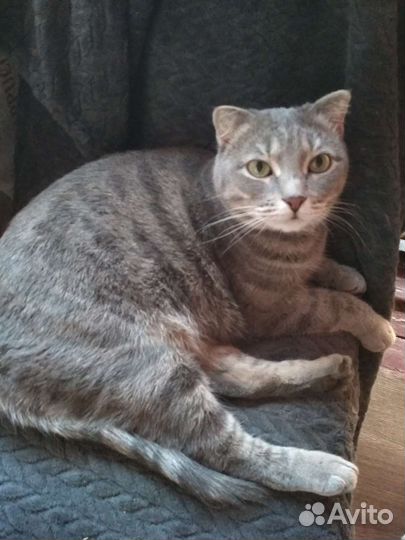 Мышеловка Джессика (стерилизованная)