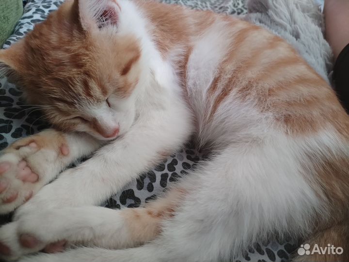 Отдам в добрые руки