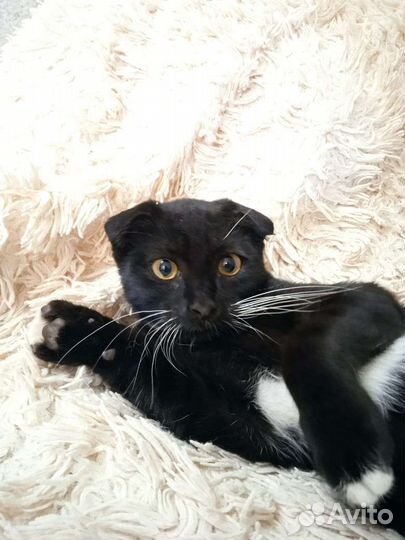 Шотландская вислоухая кошечка