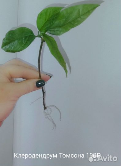 Комнатные домашние растения