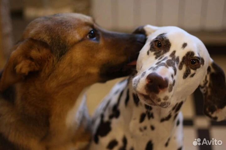 Собака в добрые руки бесплатно щенок в дар