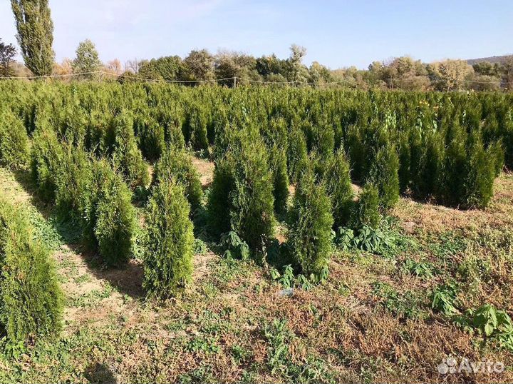 Туя Колумна