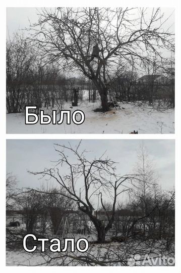 Обрезка плодовых деревьев