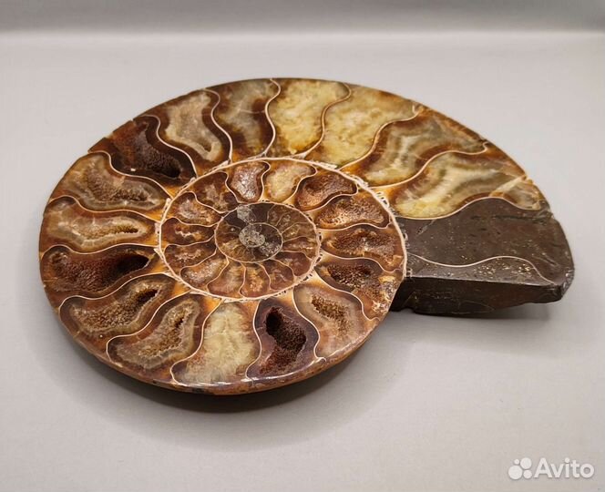 Аммонит Cleoniceras, Мадагаскар / Окаменелости