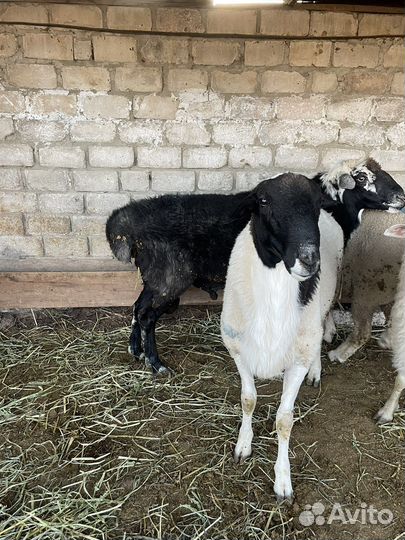 Баран на племя