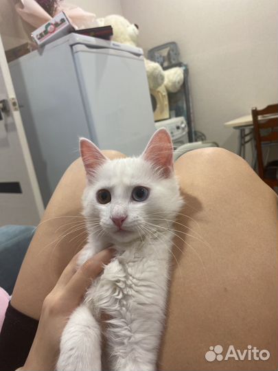 Разные глаза