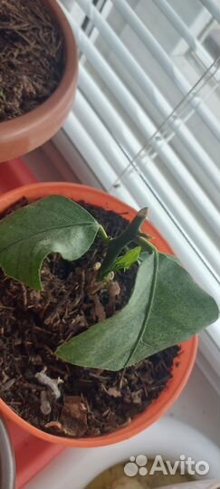 Саженцы лимона