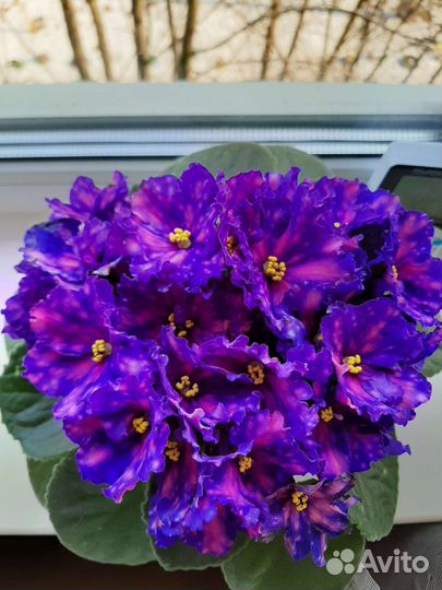 Детки сортовых фиалок