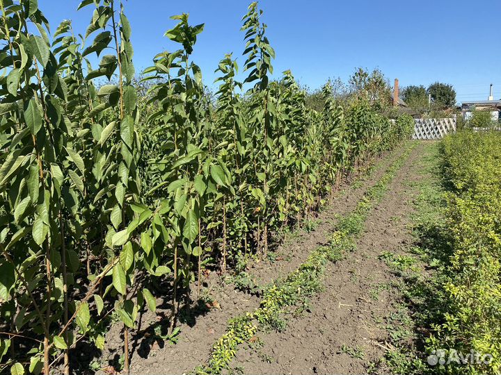 Саженцы плодовых деревьев