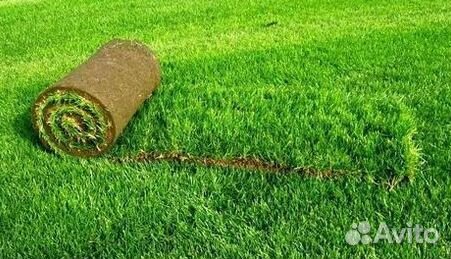 Газон рулонный