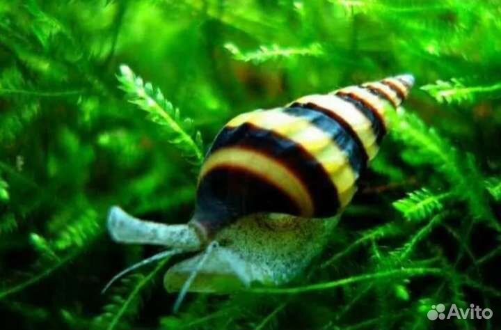 Роголистник