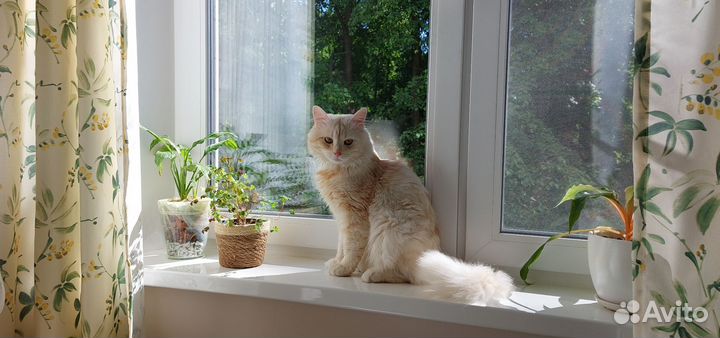 Передержка животных, зооняня, зоотакси, выгул