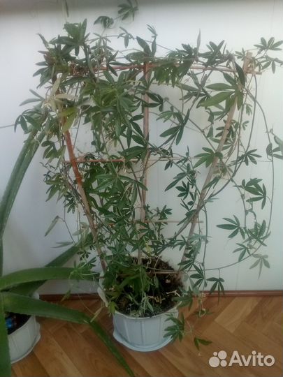 Цветы пассифлора, плющелистная пеларгония,алоэ