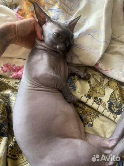 Кот бамбино