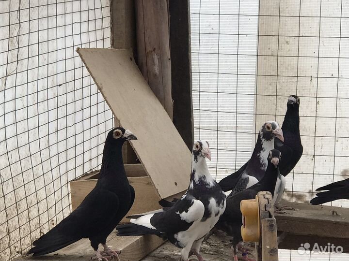 Голуби драконы, спортивные