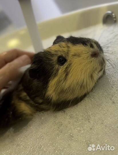 Морские свинки