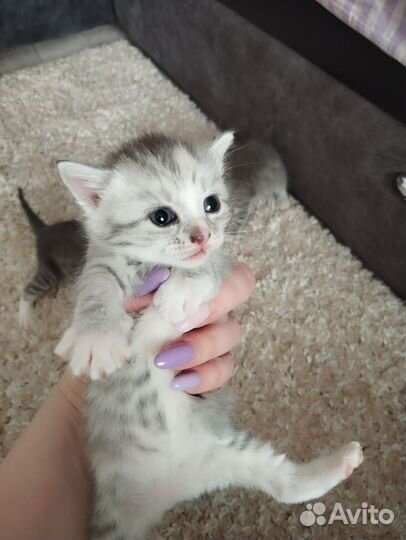 Кошки в добрые руки