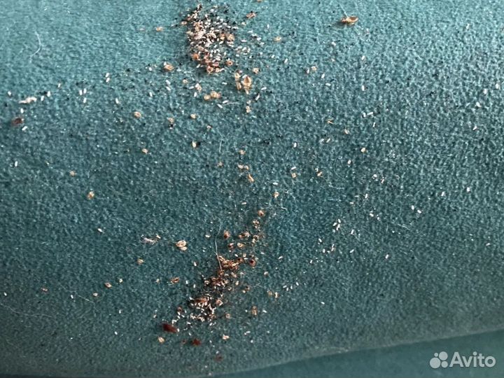 Дезинсекция / Уничтожение тараканов / Насекомых