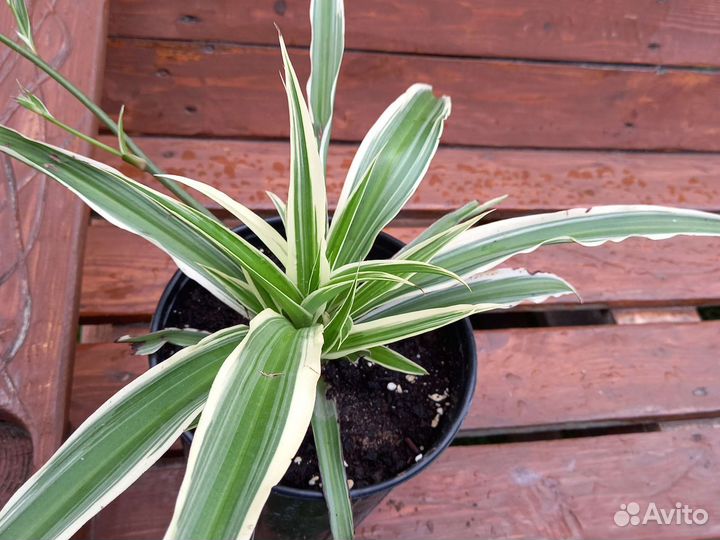 Толстянка,монстера,алоэ,фикус и др.комнатные цветы