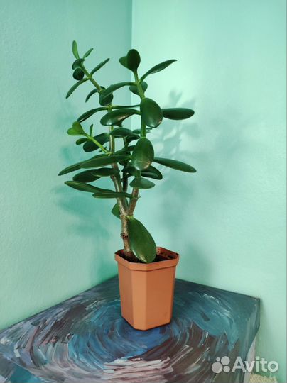 Крассула Толстянка