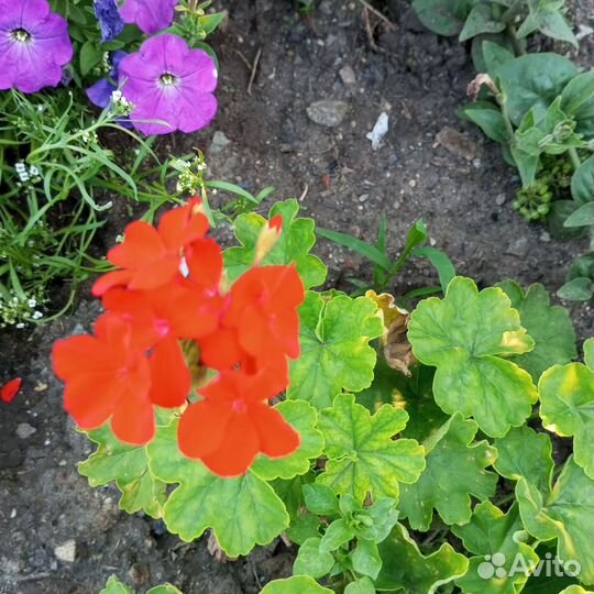 Пеларгония Герань