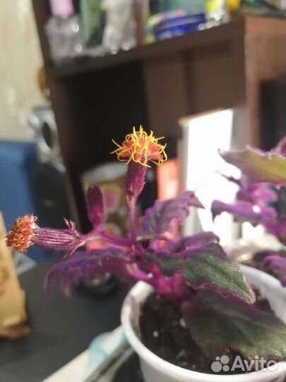 Гинура синяя птица