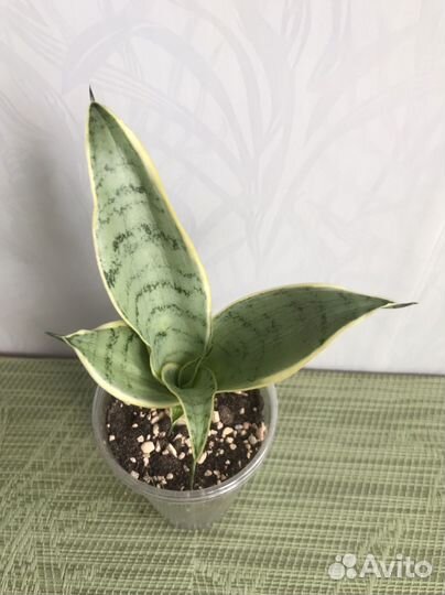 Сансевиерия Ханни Крем