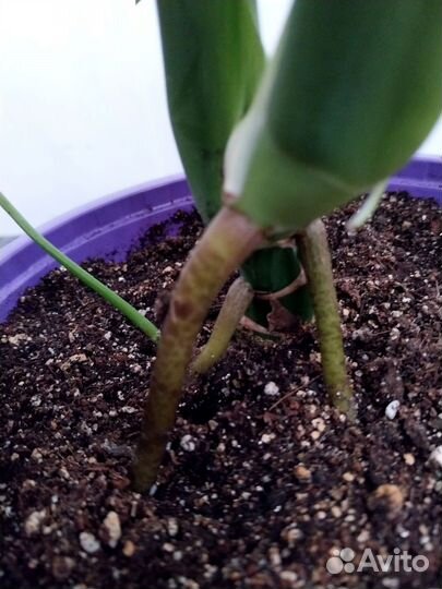 Монстера деликатесная