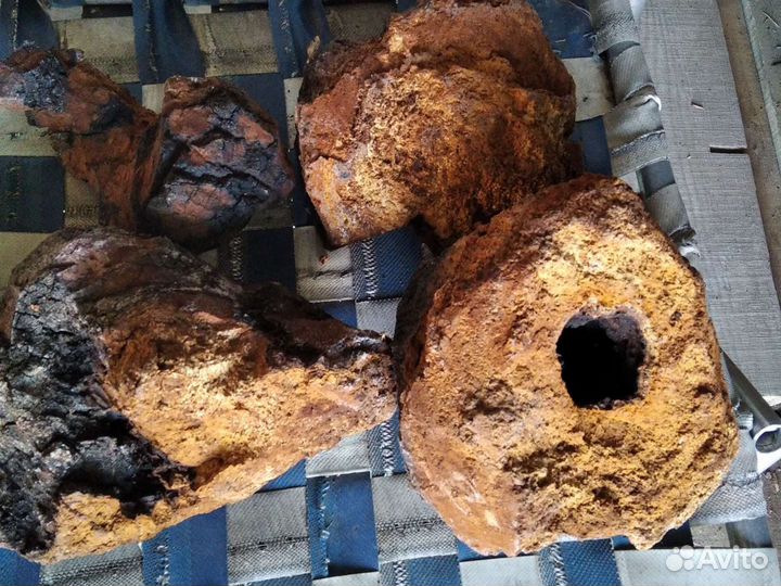 Березовый гриб чага