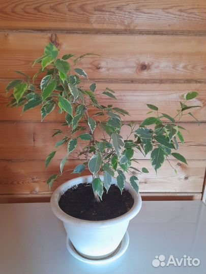 Фикус бенджамина