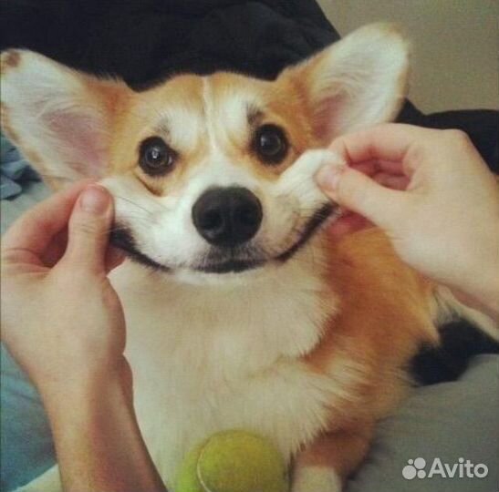 Обработка от клещей