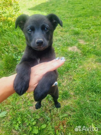 Собака в добрые руки даром