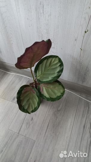 Калатея Корона