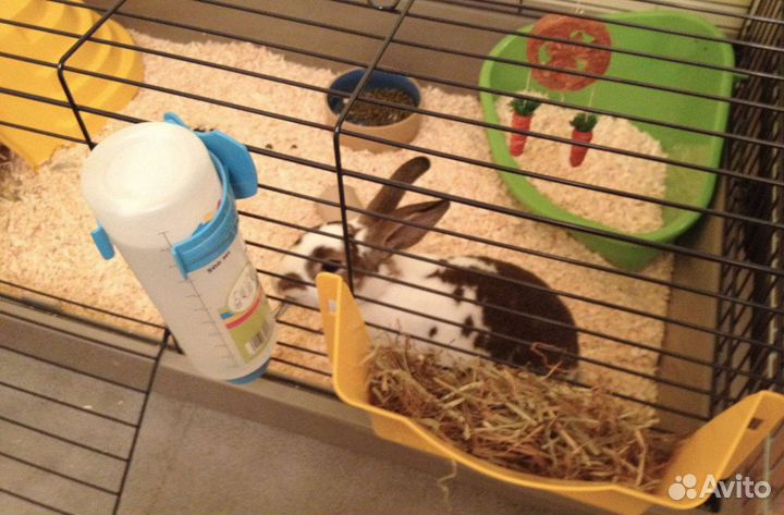 Сено луговое